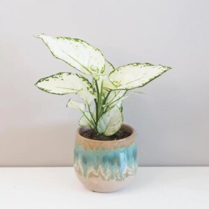 Aglaonema ‘White Joy’ - bonsai terárium | rastlinné terárium | nenáročné rastliny | čistiace vzduch rastliny | vlhkomilné rastliny | ťahavé rastliny | izbové rastliny do tieňa | rastliny na rozptýlené svetlo | rastliny na priame slnko | bezpečné rastliny pre deti | bezpečné rastliny pre zvieratá | rastliny do kúpeľne | zelená dekorácia | starostlivosť o rastliny | DIY terárium