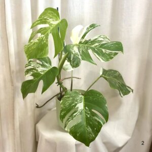 Monstera deliciosa ‘Albo-Variegata’ 2 - bonsai terárium | rastlinné terárium | nenáročné rastliny | čistiace vzduch rastliny | vlhkomilné rastliny | ťahavé rastliny | izbové rastliny do tieňa | rastliny na rozptýlené svetlo | rastliny na priame slnko | bezpečné rastliny pre deti | bezpečné rastliny pre zvieratá | rastliny do kúpeľne | zelená dekorácia | starostlivosť o rastliny | DIY terárium