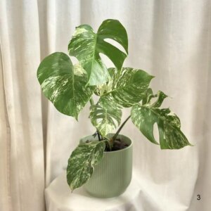 Monstera deliciosa ‘Albo-Variegata’ 3 - bonsai terárium | rastlinné terárium | nenáročné rastliny | čistiace vzduch rastliny | vlhkomilné rastliny | ťahavé rastliny | izbové rastliny do tieňa | rastliny na rozptýlené svetlo | rastliny na priame slnko | bezpečné rastliny pre deti | bezpečné rastliny pre zvieratá | rastliny do kúpeľne | zelená dekorácia | starostlivosť o rastliny | DIY terárium