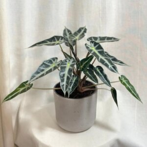 Alocasia ‘Bambino Arrow’ veľká - bonsai terárium | rastlinné terárium | nenáročné rastliny | čistiace vzduch rastliny | vlhkomilné rastliny | ťahavé rastliny | izbové rastliny do tieňa | rastliny na rozptýlené svetlo | rastliny na priame slnko | bezpečné rastliny pre deti | bezpečné rastliny pre zvieratá | rastliny do kúpeľne | zelená dekorácia | starostlivosť o rastliny | DIY terárium