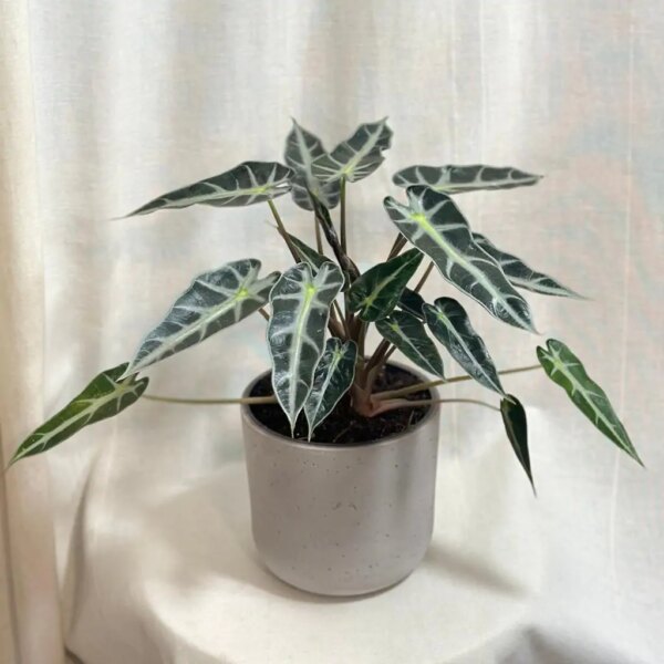 Alocasia ‘Bambino Arrow’ veľká - bonsai terárium | rastlinné terárium | nenáročné rastliny | čistiace vzduch rastliny | vlhkomilné rastliny | ťahavé rastliny | izbové rastliny do tieňa | rastliny na rozptýlené svetlo | rastliny na priame slnko | bezpečné rastliny pre deti | bezpečné rastliny pre zvieratá | rastliny do kúpeľne | zelená dekorácia | starostlivosť o rastliny | DIY terárium