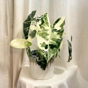 Alocasia micholitziana ‘Frydek’ variegata veľká - bonsai terárium | rastlinné terárium | nenáročné rastliny | čistiace vzduch rastliny | vlhkomilné rastliny | ťahavé rastliny | izbové rastliny do tieňa | rastliny na rozptýlené svetlo | rastliny na priame slnko | bezpečné rastliny pre deti | bezpečné rastliny pre zvieratá | rastliny do kúpeľne | zelená dekorácia | starostlivosť o rastliny | DIY terárium