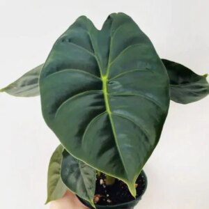 Alocasia ‘Golden Bone’ - bonsai terárium | rastlinné terárium | nenáročné rastliny | čistiace vzduch rastliny | vlhkomilné rastliny | ťahavé rastliny | izbové rastliny do tieňa | rastliny na rozptýlené svetlo | rastliny na priame slnko | bezpečné rastliny pre deti | bezpečné rastliny pre zvieratá | rastliny do kúpeľne | zelená dekorácia | starostlivosť o rastliny | DIY terárium