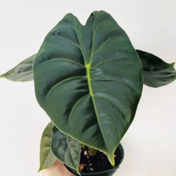 Alocasia ‘Golden Bone’ - bonsai terárium | rastlinné terárium | nenáročné rastliny | čistiace vzduch rastliny | vlhkomilné rastliny | ťahavé rastliny | izbové rastliny do tieňa | rastliny na rozptýlené svetlo | rastliny na priame slnko | bezpečné rastliny pre deti | bezpečné rastliny pre zvieratá | rastliny do kúpeľne | zelená dekorácia | starostlivosť o rastliny | DIY terárium