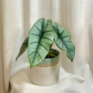Alocasia ‘Platinum’ veľká - bonsai terárium | rastlinné terárium | nenáročné rastliny | čistiace vzduch rastliny | vlhkomilné rastliny | ťahavé rastliny | izbové rastliny do tieňa | rastliny na rozptýlené svetlo | rastliny na priame slnko | bezpečné rastliny pre deti | bezpečné rastliny pre zvieratá | rastliny do kúpeľne | zelená dekorácia | starostlivosť o rastliny | DIY terárium