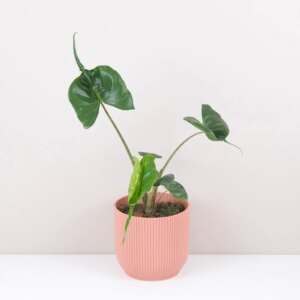Alocasia ‘Stingray’ - bonsai terárium | rastlinné terárium | nenáročné rastliny | čistiace vzduch rastliny | vlhkomilné rastliny | ťahavé rastliny | izbové rastliny do tieňa | rastliny na rozptýlené svetlo | rastliny na priame slnko | bezpečné rastliny pre deti | bezpečné rastliny pre zvieratá | rastliny do kúpeľne | zelená dekorácia | starostlivosť o rastliny | DIY terárium