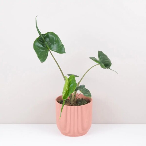 Alocasia ‘Stingray’ - bonsai terárium | rastlinné terárium | nenáročné rastliny | čistiace vzduch rastliny | vlhkomilné rastliny | ťahavé rastliny | izbové rastliny do tieňa | rastliny na rozptýlené svetlo | rastliny na priame slnko | bezpečné rastliny pre deti | bezpečné rastliny pre zvieratá | rastliny do kúpeľne | zelená dekorácia | starostlivosť o rastliny | DIY terárium