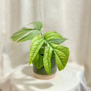 Amydrium medium silver (Spiderman Monstera) - bonsai terárium | rastlinné terárium | nenáročné rastliny | čistiace vzduch rastliny | vlhkomilné rastliny | ťahavé rastliny | izbové rastliny do tieňa | rastliny na rozptýlené svetlo | rastliny na priame slnko | bezpečné rastliny pre deti | bezpečné rastliny pre zvieratá | rastliny do kúpeľne | zelená dekorácia | starostlivosť o rastliny | DIY terárium