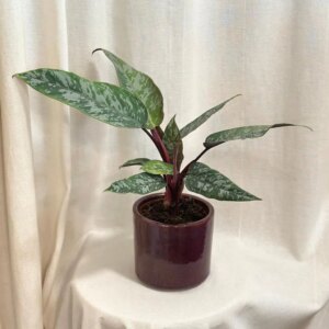 Apoballis acuminatissima ‘Red Sword’ - bonsai terárium | rastlinné terárium | nenáročné rastliny | čistiace vzduch rastliny | vlhkomilné rastliny | ťahavé rastliny | izbové rastliny do tieňa | rastliny na rozptýlené svetlo | rastliny na priame slnko | bezpečné rastliny pre deti | bezpečné rastliny pre zvieratá | rastliny do kúpeľne | zelená dekorácia | starostlivosť o rastliny | DIY terárium