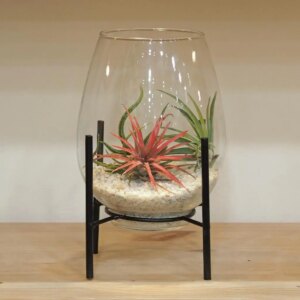 Aranžmán s tillandsiami vo váze na stojane - rastlinne terarium, rastliny do teraria, nadoba na rastlinne terarium, rastlinne terarium cena, rastlinne terarium navod, rastlinne terarium obi, rastlinne terarium predaj, rastlinne terarium starostlivost, rastliny vhodne do teraria, terarium rastlinne, umele rastliny do teraria, uzavrete rastlinne terarium, zatvorene rastlinne terarium, zive rastliny do teraria, zive rastliny do terária