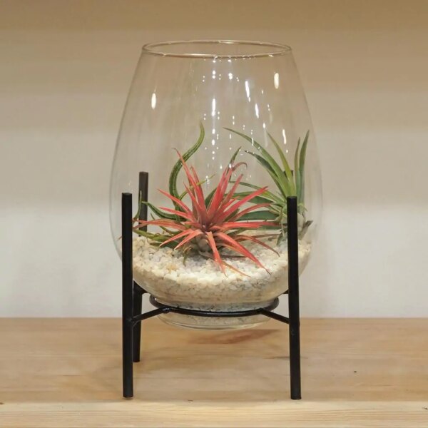Aranžmán s tillandsiami vo váze na stojane - rastlinne terarium, rastliny do teraria, nadoba na rastlinne terarium, rastlinne terarium cena, rastlinne terarium navod, rastlinne terarium obi, rastlinne terarium predaj, rastlinne terarium starostlivost, rastliny vhodne do teraria, terarium rastlinne, umele rastliny do teraria, uzavrete rastlinne terarium, zatvorene rastlinne terarium, zive rastliny do teraria, zive rastliny do terária