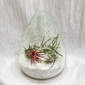 Aranžmán s tillandsiami - rastlinne terarium, rastliny do teraria, nadoba na rastlinne terarium, rastlinne terarium cena, rastlinne terarium navod, rastlinne terarium obi, rastlinne terarium predaj, rastlinne terarium starostlivost, rastliny vhodne do teraria, terarium rastlinne, umele rastliny do teraria, uzavrete rastlinne terarium, zatvorene rastlinne terarium, zive rastliny do teraria, zive rastliny do terária