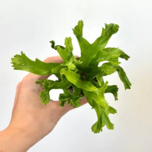 Asplenium nidus ‘Crissie’ - bonsai terárium | rastlinné terárium | nenáročné rastliny | čistiace vzduch rastliny | vlhkomilné rastliny | ťahavé rastliny | izbové rastliny do tieňa | rastliny na rozptýlené svetlo | rastliny na priame slnko | bezpečné rastliny pre deti | bezpečné rastliny pre zvieratá | rastliny do kúpeľne | zelená dekorácia | starostlivosť o rastliny | DIY terárium