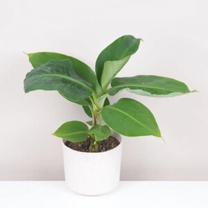 Banánovník Musa tropicana - bonsai terárium | rastlinné terárium | nenáročné rastliny | čistiace vzduch rastliny | vlhkomilné rastliny | ťahavé rastliny | izbové rastliny do tieňa | rastliny na rozptýlené svetlo | rastliny na priame slnko | bezpečné rastliny pre deti | bezpečné rastliny pre zvieratá | rastliny do kúpeľne | zelená dekorácia | starostlivosť o rastliny | DIY terárium