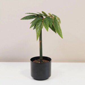 Begonia albopicta ‘Tamaya’ - bonsai terárium | rastlinné terárium | nenáročné rastliny | čistiace vzduch rastliny | vlhkomilné rastliny | ťahavé rastliny | izbové rastliny do tieňa | rastliny na rozptýlené svetlo | rastliny na priame slnko | bezpečné rastliny pre deti | bezpečné rastliny pre zvieratá | rastliny do kúpeľne | zelená dekorácia | starostlivosť o rastliny | DIY terárium