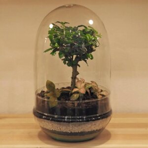 Bonsai terárium kupola II - rastlinne terarium, rastliny do teraria, nadoba na rastlinne terarium, rastlinne terarium cena, rastlinne terarium navod, rastlinne terarium obi, rastlinne terarium predaj, rastlinne terarium starostlivost, rastliny vhodne do teraria, terarium rastlinne, umele rastliny do teraria, uzavrete rastlinne terarium, zatvorene rastlinne terarium, zive rastliny do teraria, zive rastliny do terária