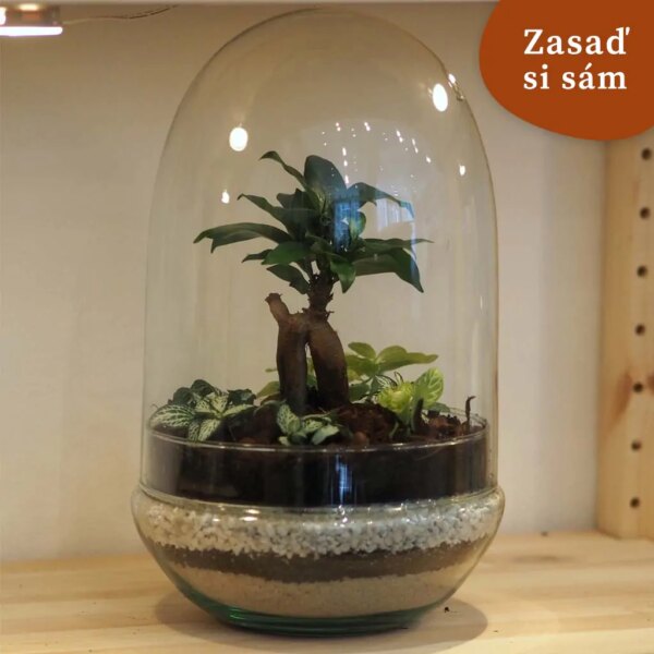 Bonsai terárium kupola | Vyrob si sám - rastlinne terarium, rastliny do teraria, nadoba na rastlinne terarium, rastlinne terarium cena, rastlinne terarium navod, rastlinne terarium obi, rastlinne terarium predaj, rastlinne terarium starostlivost, rastliny vhodne do teraria, terarium rastlinne, umele rastliny do teraria, uzavrete rastlinne terarium, zatvorene rastlinne terarium, zive rastliny do teraria, zive rastliny do terária