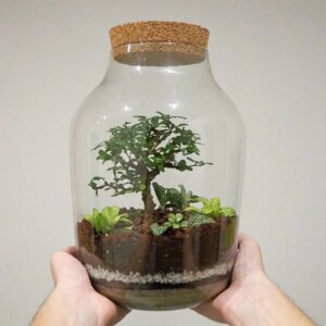 Bonsai terárium s korkom XXL ll - rastlinne terarium, rastliny do teraria, nadoba na rastlinne terarium, rastlinne terarium cena, rastlinne terarium navod, rastlinne terarium obi, rastlinne terarium predaj, rastlinne terarium starostlivost, rastliny vhodne do teraria, terarium rastlinne, umele rastliny do teraria, uzavrete rastlinne terarium, zatvorene rastlinne terarium, zive rastliny do teraria, zive rastliny do terária