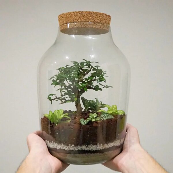 Bonsai terárium s korkom XXL ll - rastlinne terarium, rastliny do teraria, nadoba na rastlinne terarium, rastlinne terarium cena, rastlinne terarium navod, rastlinne terarium obi, rastlinne terarium predaj, rastlinne terarium starostlivost, rastliny vhodne do teraria, terarium rastlinne, umele rastliny do teraria, uzavrete rastlinne terarium, zatvorene rastlinne terarium, zive rastliny do teraria, zive rastliny do terária