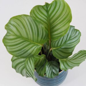 Calathea orbifolia - bonsai terárium | rastlinné terárium | nenáročné rastliny | čistiace vzduch rastliny | vlhkomilné rastliny | ťahavé rastliny | izbové rastliny do tieňa | rastliny na rozptýlené svetlo | rastliny na priame slnko | bezpečné rastliny pre deti | bezpečné rastliny pre zvieratá | rastliny do kúpeľne | zelená dekorácia | starostlivosť o rastliny | DIY terárium