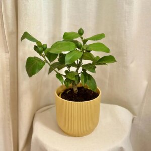 Citrónovník Meyer - bonsai terárium | rastlinné terárium | nenáročné rastliny | čistiace vzduch rastliny | vlhkomilné rastliny | ťahavé rastliny | izbové rastliny do tieňa | rastliny na rozptýlené svetlo | rastliny na priame slnko | bezpečné rastliny pre deti | bezpečné rastliny pre zvieratá | rastliny do kúpeľne | zelená dekorácia | starostlivosť o rastliny | DIY terárium
