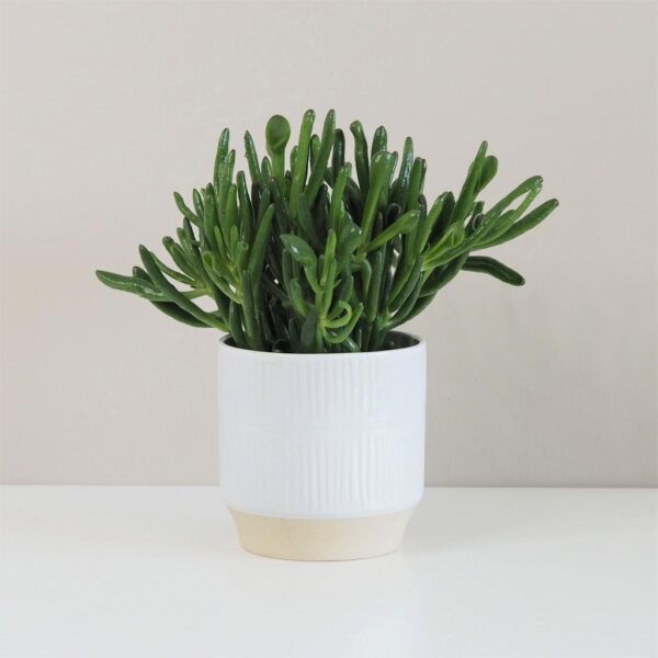 Tučnolist / Crassula ovata ‘Gollum’ veľká - bonsai terárium | rastlinné terárium | nenáročné rastliny | čistiace vzduch rastliny | vlhkomilné rastliny | ťahavé rastliny | izbové rastliny do tieňa | rastliny na rozptýlené svetlo | rastliny na priame slnko | bezpečné rastliny pre deti | bezpečné rastliny pre zvieratá | rastliny do kúpeľne | zelená dekorácia | starostlivosť o rastliny | DIY terárium