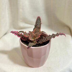 Cryptanthus bivittatus ‘Red Star’ - bonsai terárium | rastlinné terárium | nenáročné rastliny | čistiace vzduch rastliny | vlhkomilné rastliny | ťahavé rastliny | izbové rastliny do tieňa | rastliny na rozptýlené svetlo | rastliny na priame slnko | bezpečné rastliny pre deti | bezpečné rastliny pre zvieratá | rastliny do kúpeľne | zelená dekorácia | starostlivosť o rastliny | DIY terárium