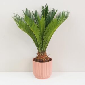Cykas japonský / Cycas revoluta veľký - bonsai terárium | rastlinné terárium | nenáročné rastliny | čistiace vzduch rastliny | vlhkomilné rastliny | ťahavé rastliny | izbové rastliny do tieňa | rastliny na rozptýlené svetlo | rastliny na priame slnko | bezpečné rastliny pre deti | bezpečné rastliny pre zvieratá | rastliny do kúpeľne | zelená dekorácia | starostlivosť o rastliny | DIY terárium