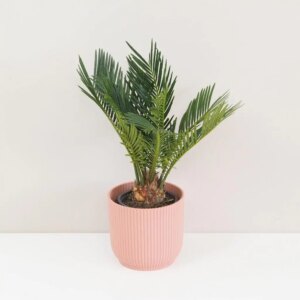 Cykas japonský / Cycas revoluta - bonsai terárium | rastlinné terárium | nenáročné rastliny | čistiace vzduch rastliny | vlhkomilné rastliny | ťahavé rastliny | izbové rastliny do tieňa | rastliny na rozptýlené svetlo | rastliny na priame slnko | bezpečné rastliny pre deti | bezpečné rastliny pre zvieratá | rastliny do kúpeľne | zelená dekorácia | starostlivosť o rastliny | DIY terárium