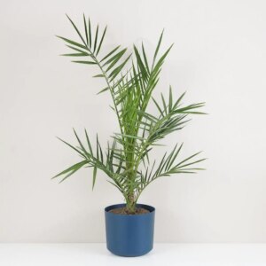 Ďatlovník kanársky / Phoenix canariensis - bonsai terárium | rastlinné terárium | nenáročné rastliny | čistiace vzduch rastliny | vlhkomilné rastliny | ťahavé rastliny | izbové rastliny do tieňa | rastliny na rozptýlené svetlo | rastliny na priame slnko | bezpečné rastliny pre deti | bezpečné rastliny pre zvieratá | rastliny do kúpeľne | zelená dekorácia | starostlivosť o rastliny | DIY terárium