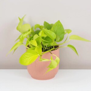 Pothos Epipremnum aureum ‘Neon’ veľký - bonsai terárium | rastlinné terárium | nenáročné rastliny | čistiace vzduch rastliny | vlhkomilné rastliny | ťahavé rastliny | izbové rastliny do tieňa | rastliny na rozptýlené svetlo | rastliny na priame slnko | bezpečné rastliny pre deti | bezpečné rastliny pre zvieratá | rastliny do kúpeľne | zelená dekorácia | starostlivosť o rastliny | DIY terárium