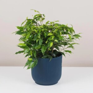 Ficus benjamina ‘Green Kinky’ - bonsai terárium | rastlinné terárium | nenáročné rastliny | čistiace vzduch rastliny | vlhkomilné rastliny | ťahavé rastliny | izbové rastliny do tieňa | rastliny na rozptýlené svetlo | rastliny na priame slnko | bezpečné rastliny pre deti | bezpečné rastliny pre zvieratá | rastliny do kúpeľne | zelená dekorácia | starostlivosť o rastliny | DIY terárium