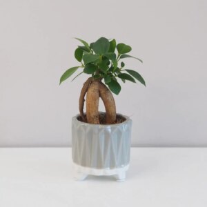 Ficus ginseng bonsai mini - bonsai terárium | rastlinné terárium | nenáročné rastliny | čistiace vzduch rastliny | vlhkomilné rastliny | ťahavé rastliny | izbové rastliny do tieňa | rastliny na rozptýlené svetlo | rastliny na priame slnko | bezpečné rastliny pre deti | bezpečné rastliny pre zvieratá | rastliny do kúpeľne | zelená dekorácia | starostlivosť o rastliny | DIY terárium