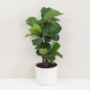 Ficus lyrata trojstonkový - bonsai terárium | rastlinné terárium | nenáročné rastliny | čistiace vzduch rastliny | vlhkomilné rastliny | ťahavé rastliny | izbové rastliny do tieňa | rastliny na rozptýlené svetlo | rastliny na priame slnko | bezpečné rastliny pre deti | bezpečné rastliny pre zvieratá | rastliny do kúpeľne | zelená dekorácia | starostlivosť o rastliny | DIY terárium