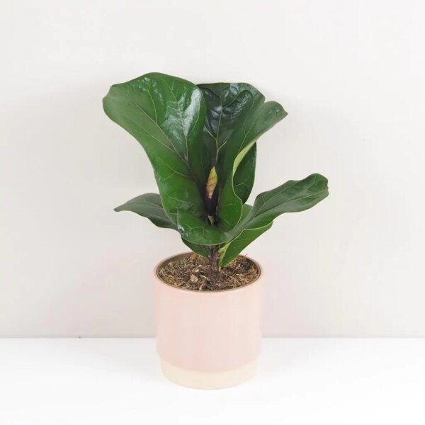 Ficus lyrata bambino stredný - bonsai terárium | rastlinné terárium | nenáročné rastliny | čistiace vzduch rastliny | vlhkomilné rastliny | ťahavé rastliny | izbové rastliny do tieňa | rastliny na rozptýlené svetlo | rastliny na priame slnko | bezpečné rastliny pre deti | bezpečné rastliny pre zvieratá | rastliny do kúpeľne | zelená dekorácia | starostlivosť o rastliny | DIY terárium