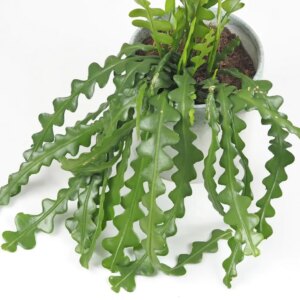 Fishbone cactus / Epiphyllum anguliger veľký - bonsai terárium | rastlinné terárium | nenáročné rastliny | čistiace vzduch rastliny | vlhkomilné rastliny | ťahavé rastliny | izbové rastliny do tieňa | rastliny na rozptýlené svetlo | rastliny na priame slnko | bezpečné rastliny pre deti | bezpečné rastliny pre zvieratá | rastliny do kúpeľne | zelená dekorácia | starostlivosť o rastliny | DIY terárium