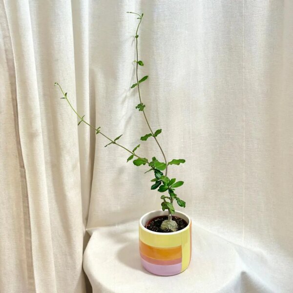 Fockea edulis - bonsai terárium | rastlinné terárium | nenáročné rastliny | čistiace vzduch rastliny | vlhkomilné rastliny | ťahavé rastliny | izbové rastliny do tieňa | rastliny na rozptýlené svetlo | rastliny na priame slnko | bezpečné rastliny pre deti | bezpečné rastliny pre zvieratá | rastliny do kúpeľne | zelená dekorácia | starostlivosť o rastliny | DIY terárium