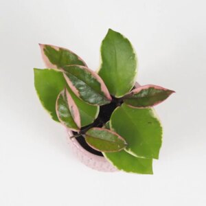 Hoya carnosa ‘Flamingo Dream’ malá - bonsai terárium | rastlinné terárium | nenáročné rastliny | čistiace vzduch rastliny | vlhkomilné rastliny | ťahavé rastliny | izbové rastliny do tieňa | rastliny na rozptýlené svetlo | rastliny na priame slnko | bezpečné rastliny pre deti | bezpečné rastliny pre zvieratá | rastliny do kúpeľne | zelená dekorácia | starostlivosť o rastliny | DIY terárium