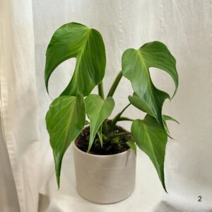 Monstera ‘Burle Marx Flame’ veľká 2 - bonsai terárium | rastlinné terárium | nenáročné rastliny | čistiace vzduch rastliny | vlhkomilné rastliny | ťahavé rastliny | izbové rastliny do tieňa | rastliny na rozptýlené svetlo | rastliny na priame slnko | bezpečné rastliny pre deti | bezpečné rastliny pre zvieratá | rastliny do kúpeľne | zelená dekorácia | starostlivosť o rastliny | DIY terárium