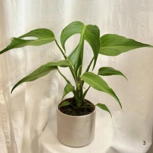 Monstera ‘Burle Marx Flame’ veľká 3 - bonsai terárium | rastlinné terárium | nenáročné rastliny | čistiace vzduch rastliny | vlhkomilné rastliny | ťahavé rastliny | izbové rastliny do tieňa | rastliny na rozptýlené svetlo | rastliny na priame slnko | bezpečné rastliny pre deti | bezpečné rastliny pre zvieratá | rastliny do kúpeľne | zelená dekorácia | starostlivosť o rastliny | DIY terárium