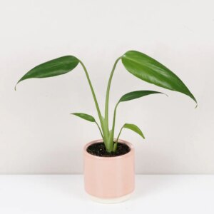 Monstera ‘Burle Marx Flame’ - bonsai terárium | rastlinné terárium | nenáročné rastliny | čistiace vzduch rastliny | vlhkomilné rastliny | ťahavé rastliny | izbové rastliny do tieňa | rastliny na rozptýlené svetlo | rastliny na priame slnko | bezpečné rastliny pre deti | bezpečné rastliny pre zvieratá | rastliny do kúpeľne | zelená dekorácia | starostlivosť o rastliny | DIY terárium