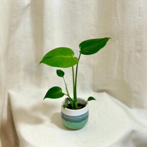 Monstera deliciosa baby - bonsai terárium | rastlinné terárium | nenáročné rastliny | čistiace vzduch rastliny | vlhkomilné rastliny | ťahavé rastliny | izbové rastliny do tieňa | rastliny na rozptýlené svetlo | rastliny na priame slnko | bezpečné rastliny pre deti | bezpečné rastliny pre zvieratá | rastliny do kúpeľne | zelená dekorácia | starostlivosť o rastliny | DIY terárium