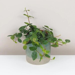 Peperomia angulata stredná - bonsai terárium | rastlinné terárium | nenáročné rastliny | čistiace vzduch rastliny | vlhkomilné rastliny | ťahavé rastliny | izbové rastliny do tieňa | rastliny na rozptýlené svetlo | rastliny na priame slnko | bezpečné rastliny pre deti | bezpečné rastliny pre zvieratá | rastliny do kúpeľne | zelená dekorácia | starostlivosť o rastliny | DIY terárium