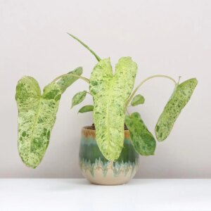 Philodendron ‘Paraiso Verde’ variegata - bonsai terárium | rastlinné terárium | nenáročné rastliny | čistiace vzduch rastliny | vlhkomilné rastliny | ťahavé rastliny | izbové rastliny do tieňa | rastliny na rozptýlené svetlo | rastliny na priame slnko | bezpečné rastliny pre deti | bezpečné rastliny pre zvieratá | rastliny do kúpeľne | zelená dekorácia | starostlivosť o rastliny | DIY terárium
