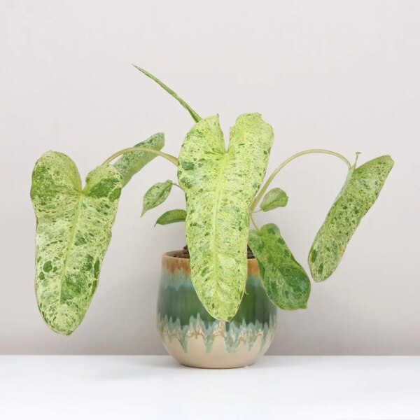 Philodendron ‘Paraiso Verde’ variegata - bonsai terárium | rastlinné terárium | nenáročné rastliny | čistiace vzduch rastliny | vlhkomilné rastliny | ťahavé rastliny | izbové rastliny do tieňa | rastliny na rozptýlené svetlo | rastliny na priame slnko | bezpečné rastliny pre deti | bezpečné rastliny pre zvieratá | rastliny do kúpeľne | zelená dekorácia | starostlivosť o rastliny | DIY terárium
