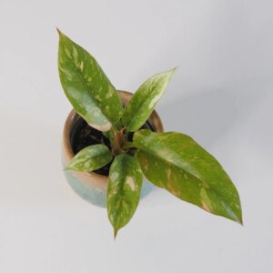 Philodendron ‘Ring of fire’ malý - bonsai terárium | rastlinné terárium | nenáročné rastliny | čistiace vzduch rastliny | vlhkomilné rastliny | ťahavé rastliny | izbové rastliny do tieňa | rastliny na rozptýlené svetlo | rastliny na priame slnko | bezpečné rastliny pre deti | bezpečné rastliny pre zvieratá | rastliny do kúpeľne | zelená dekorácia | starostlivosť o rastliny | DIY terárium
