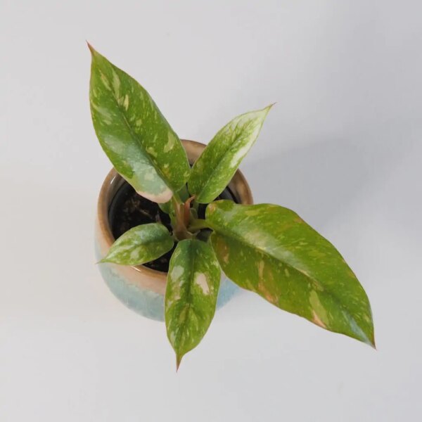 Philodendron ‘Ring of fire’ malý - bonsai terárium | rastlinné terárium | nenáročné rastliny | čistiace vzduch rastliny | vlhkomilné rastliny | ťahavé rastliny | izbové rastliny do tieňa | rastliny na rozptýlené svetlo | rastliny na priame slnko | bezpečné rastliny pre deti | bezpečné rastliny pre zvieratá | rastliny do kúpeľne | zelená dekorácia | starostlivosť o rastliny | DIY terárium