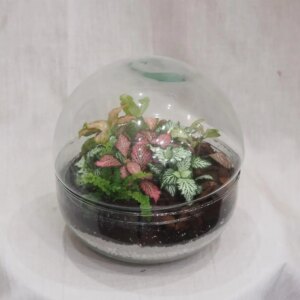 Rastlinné terárium biosféra - rastlinne terarium, rastliny do teraria, nadoba na rastlinne terarium, rastlinne terarium cena, rastlinne terarium navod, rastlinne terarium obi, rastlinne terarium predaj, rastlinne terarium starostlivost, rastliny vhodne do teraria, terarium rastlinne, umele rastliny do teraria, uzavrete rastlinne terarium, zatvorene rastlinne terarium, zive rastliny do teraria, zive rastliny do terária