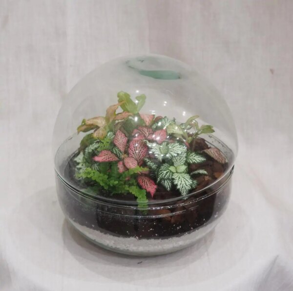Rastlinné terárium biosféra - rastlinne terarium, rastliny do teraria, nadoba na rastlinne terarium, rastlinne terarium cena, rastlinne terarium navod, rastlinne terarium obi, rastlinne terarium predaj, rastlinne terarium starostlivost, rastliny vhodne do teraria, terarium rastlinne, umele rastliny do teraria, uzavrete rastlinne terarium, zatvorene rastlinne terarium, zive rastliny do teraria, zive rastliny do terária