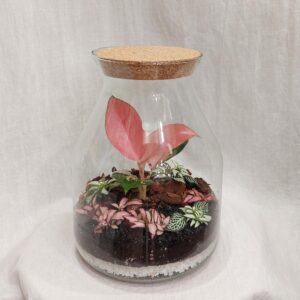 Rastlinné terárium s aglaonémou - rastlinne terarium, rastliny do teraria, nadoba na rastlinne terarium, rastlinne terarium cena, rastlinne terarium navod, rastlinne terarium obi, rastlinne terarium predaj, rastlinne terarium starostlivost, rastliny vhodne do teraria, terarium rastlinne, umele rastliny do teraria, uzavrete rastlinne terarium, zatvorene rastlinne terarium, zive rastliny do teraria, zive rastliny do terária